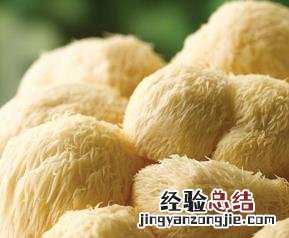 新鲜猴头菇的做法煲汤 新鲜猴头菇的做法