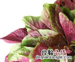 苋菜的功效与作用 苋菜的功效与作用及营养价值