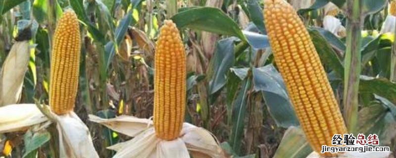 富民105玉米品种介绍 富民105玉米种子简介详细介绍