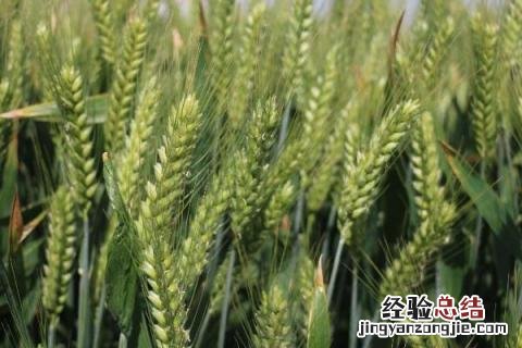 丰德存麦20小麦品种 丰德存麦20品种介绍