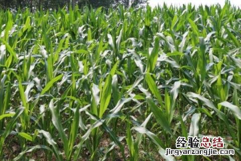 郑单326玉米品种的特征特性 郑单326玉米品种简介
