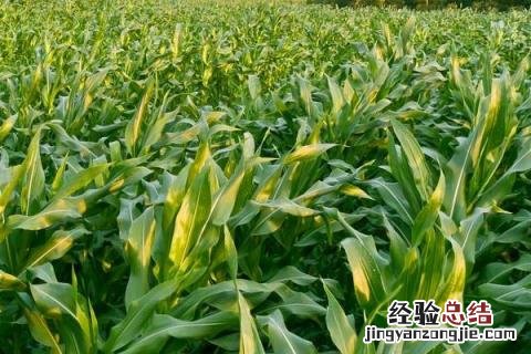 郑单326玉米品种的特征特性 郑单326玉米品种简介