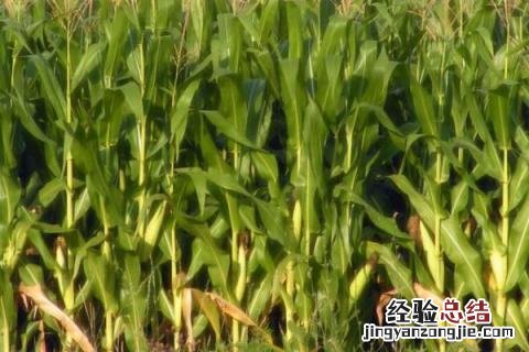 抗倒王精品66玉米种子 抗倒王精品66玉米品种