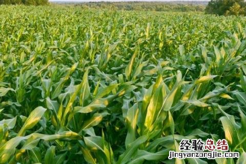 抗倒王精品66玉米种子 抗倒王精品66玉米品种
