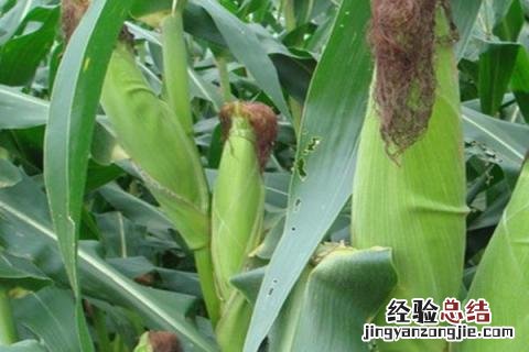硕育173玉米品种审定公告 硕育173玉米品种
