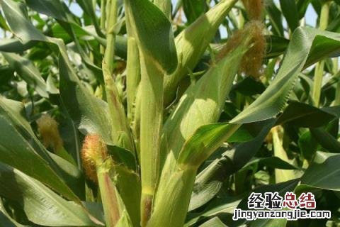 硕育173玉米品种审定公告 硕育173玉米品种