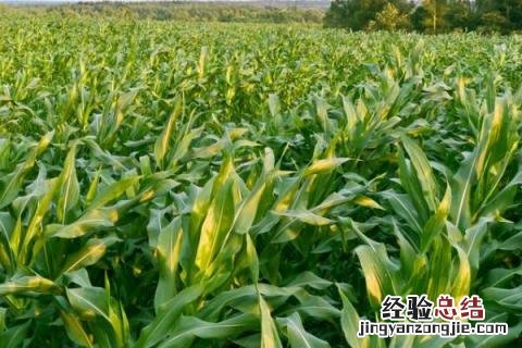 德美禾10玉米品种特性 德美禾10玉米品种