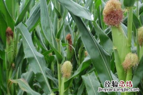 德美禾10玉米品种特性 德美禾10玉米品种