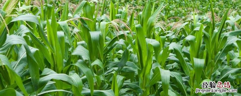德美禾10玉米品种特性 德美禾10玉米品种