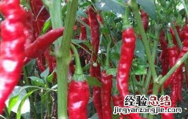 辣椒为什么叫秦椒 辣椒为什么叫秦椒