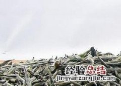白茶和毛尖的区别在哪里 白茶和毛尖的区别