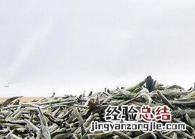 白茶和毛尖的区别在哪里 白茶和毛尖的区别