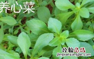 救心菜和养心菜的区别 救心菜和养心菜的区别在哪