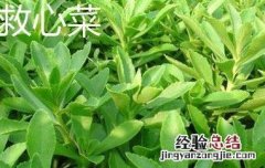 救心菜和养心菜的区别 救心菜和养心菜的区别在哪