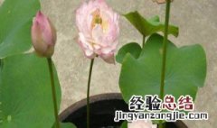 碗莲怎么种植 碗莲怎么种