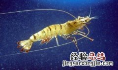 鱼缸怎么养虾和螃蟹 鱼缸内怎么养虾