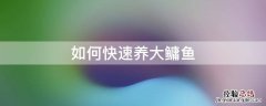 如何快速养大鳙鱼铆鱼 如何快速养大鳙鱼