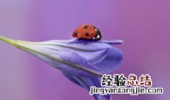 大自然的医生有哪些 这些动物是人类的朋友