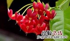 使君子的传说 使君子百科