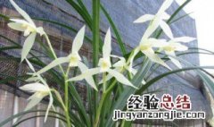 大雪素花语 大雪素的传说
