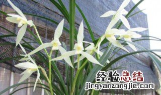 大雪素花语 大雪素的传说