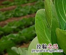 吃油菜有什么好处 吃油菜的好处有哪些