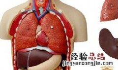 人体解剖中三边孔和四边孔的概念是什么 人体解剖中三边孔和四边孔的概念分别是什么