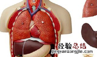 人体解剖中三边孔和四边孔的概念是什么 人体解剖中三边孔和四边孔的概念分别是什么
