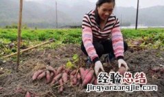 红著怎么保存方法 红著的保存方法