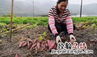 红著怎么保存方法 红著的保存方法