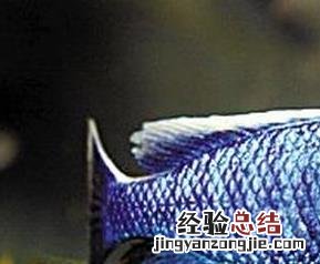 慈鲷鱼如何养 慈鲷鱼如何养护