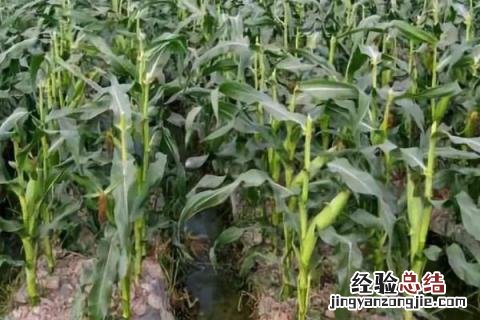 22行玉米品种介绍 22行玉米品种