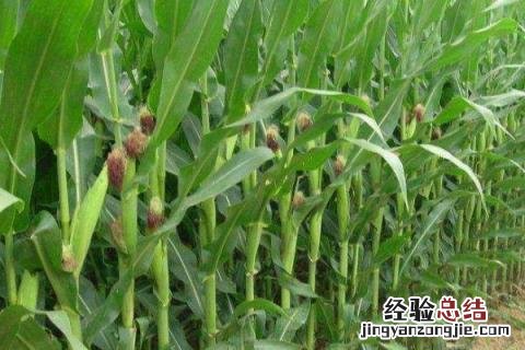 22行玉米品种介绍 22行玉米品种