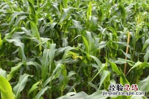 优迪625玉米种特性 优迪617玉米种品种特性