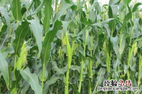 优迪625玉米种特性 优迪617玉米种品种特性