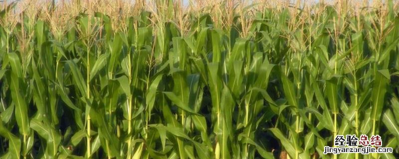 优迪625玉米种特性 优迪617玉米种品种特性
