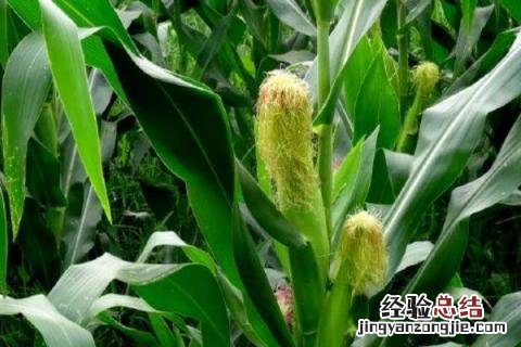 航星708玉米品种 航星708玉米品种审定公告