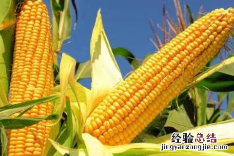 安玉706玉米品种 安玉706玉米品种特征