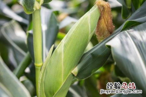 安玉706玉米品种 安玉706玉米品种特征