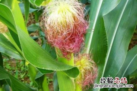安玉706玉米品种 安玉706玉米品种特征