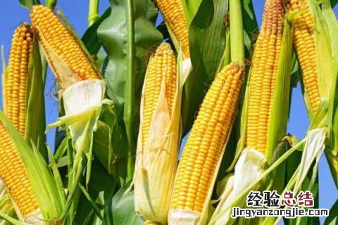 黄金粮my73玉米品种的特性 黄金粮my73玉米种品质介绍