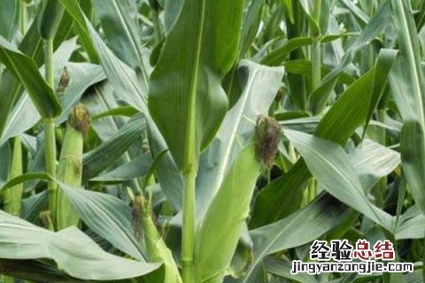 黄金粮my73玉米品种的特性 黄金粮my73玉米种品质介绍