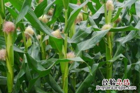 黄金粮my73玉米品种的特性 黄金粮my73玉米种品质介绍
