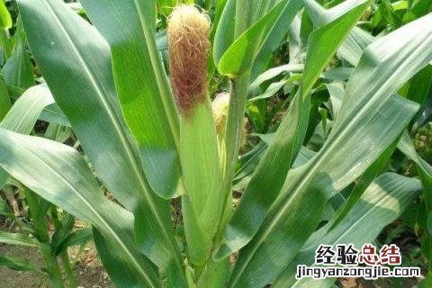 h505玉米种子 h555玉米品种
