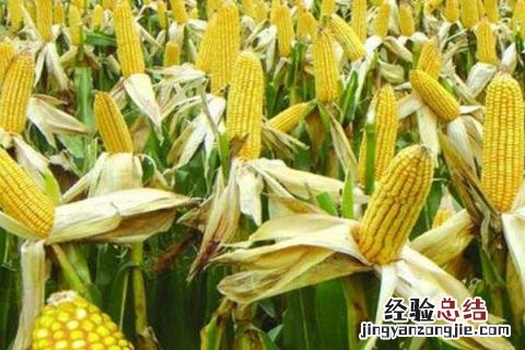 h505玉米种子 h555玉米品种