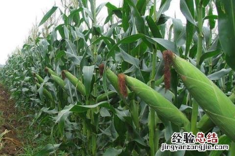 赛博159玉米种子 赛博159玉米品种介绍