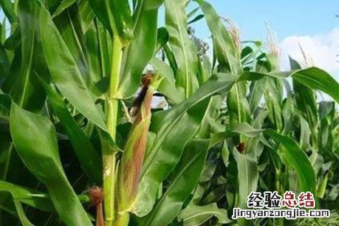 瑞普686玉米品种介绍 瑞普606玉米种