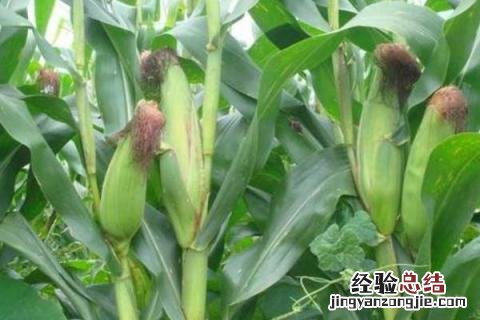 郁青358玉米种子简介 郁青392玉米品种介绍