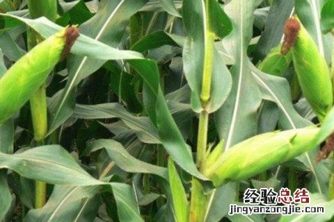 郁青358玉米种子简介 郁青392玉米品种介绍