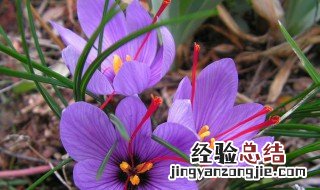 藏红花有什么用处 藏红花的简介